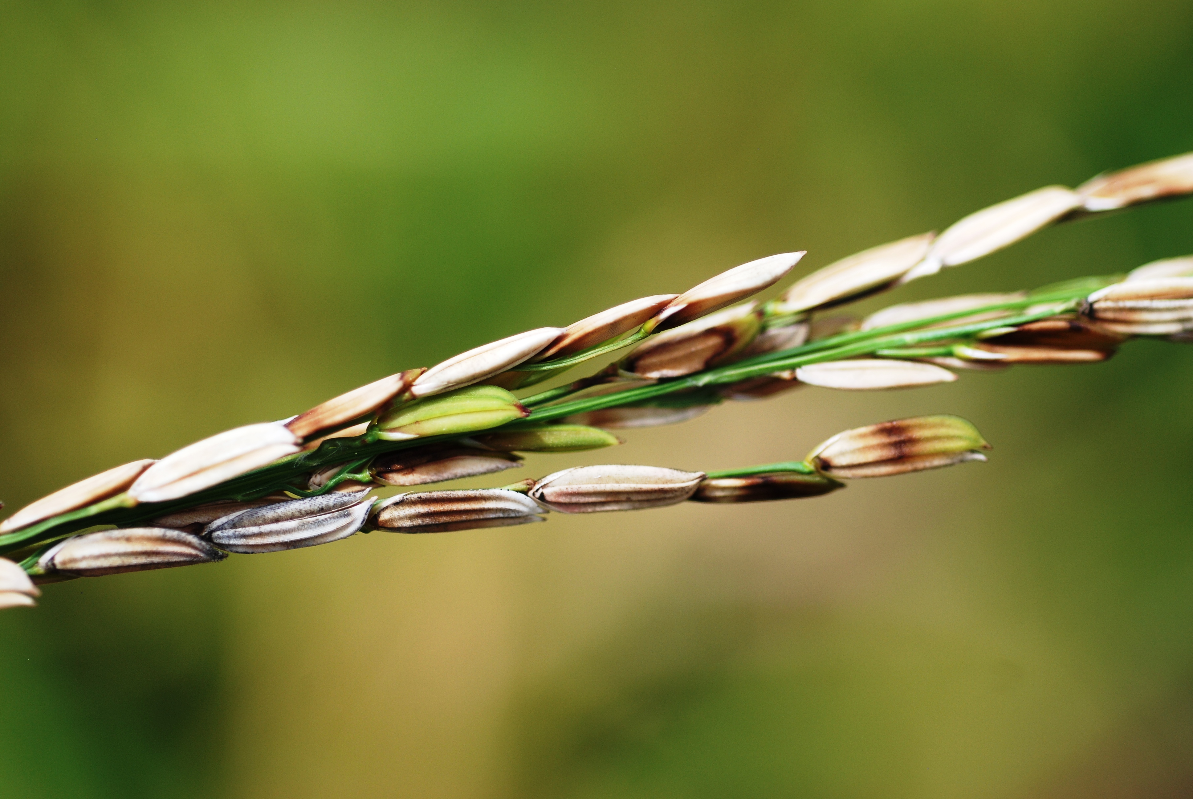 bacterial panicle blightjpg